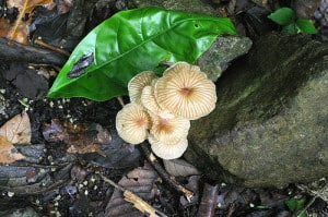 Mushrooms on the rainforest floor.