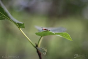 Firefly - Original SOOC. This image has not been edited except compressed to JPG in the camera.